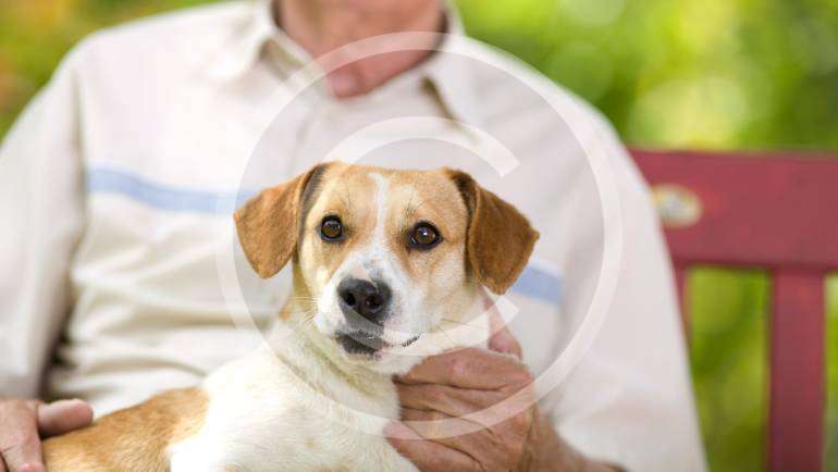 Seniors and pets – a great relationship